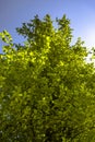 Foliage looking up with the green leaves and blue sky Royalty Free Stock Photo