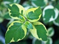 Foliage Lust Anastasia Hanging leaves Macro green leaf of flowers trailing plant ,Lourdes ,Chinese violet ,Asystasia Gangetica Aca