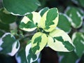 Foliage Lust Anastasia Hanging leaves Macro green leaf of flowers trailing plant ,Lourdes ,Chinese violet ,Asystasia Gangetica Aca