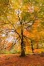 Foliage in Monti Cimini, Lazio, Italy. Autumn colors in a beechwood. Beechs with yellow leaves Royalty Free Stock Photo