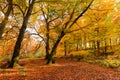 Foliage in Monti Cimini, Lazio, Italy. Autumn colors in a beechwood. Beechs with yellow leaves Royalty Free Stock Photo