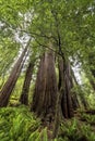 Redwoods Wide Angle Tall Trees Royalty Free Stock Photo