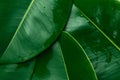 Foliage nature greenery pattern from big green wet ficus leaves. Template for organic cosmetics spa wellness skin body care