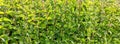 Foliage nettles background image Royalty Free Stock Photo