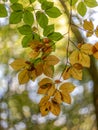 Foliage and nice bokeh background Royalty Free Stock Photo