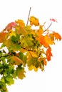 Color fall image of a maple branch with autumn colored red orange green leaves on white background Royalty Free Stock Photo