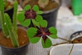 Foliage of Oxalis tetraphylla `Iron Cross`