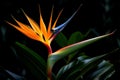 Colorful flora multi tropic flower botanical macro nature paradise colored plant leaf exotic strelitzia