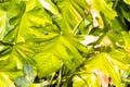 Foliage of Philodendron radiatum Royalty Free Stock Photo