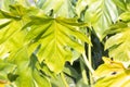 Foliage of Philodendron radiatum Royalty Free Stock Photo