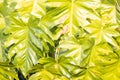 Foliage of Philodendron radiatum Royalty Free Stock Photo