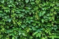 Green ivy leaves wall background. nature texture plants Royalty Free Stock Photo
