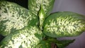 Dieffenbachia