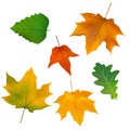 Foliage, plants, leaves, background, maple, maple