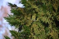 Foliage and pollen cones of Calocedrus decurrens.