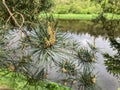 Foliage and pollen cones of common scots pine