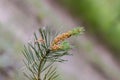 Foliage and pollen cones of common scots pine