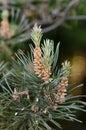 Foliage and pollen cones of common scots pine