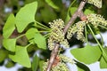 Foliage and pollen cones of male ginkgo