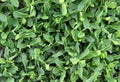 Foliage of Polygonum aviculare Royalty Free Stock Photo