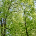 Foliage of poplars in forest