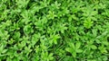 Foliage of Potentilla simplex, in the garden. Royalty Free Stock Photo