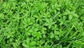 Foliage of Potentilla simplex, in the garden. Royalty Free Stock Photo