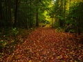 Foliage in quebec