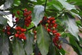 Foliage and red berries of Aucuba Japonica.