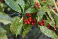 Foliage and red berries of Aucuba Japonica.