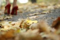 Foliage and red shoes Royalty Free Stock Photo