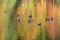 Foliage reflected onto pond with mallard ducks and Canada geese Royalty Free Stock Photo