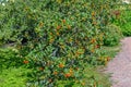 Foliage and ripen fruits of dwarf whitebeam Sorbus chamaemespil Royalty Free Stock Photo