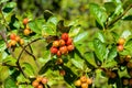 Foliage and ripen fruits of dwarf whitebeam Sorbus chamaemespilus branches Royalty Free Stock Photo