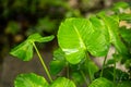 Foliage of root vegetable Colocasia Royalty Free Stock Photo