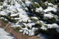 Foliage of savin juniper covered with snow in February