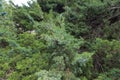 Foliage of savin juniper with lots of berries