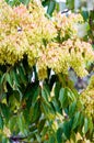 Foliage and seeds of ailanthus