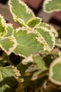 Oregano Leaf Close-up Royalty Free Stock Photo