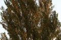 Foliage, silhouette of the foliage of a tall large poplar against the background of a bright clear sky.