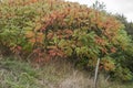 A large staghorn sumac tree in autumn