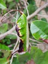 Star apple leaf blight