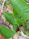 Star apple leaf blight Royalty Free Stock Photo