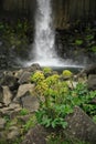 Foliage & Svartifoss waterfall Royalty Free Stock Photo