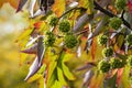 Foliage of a sweet gum ree in autumn