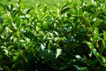 Foliage of tea shrubs close-up outdoors