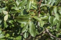 Foliage of Terebinth, Pistacia terebinthus Royalty Free Stock Photo