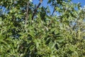 Foliage of Terebinth, Pistacia terebinthus