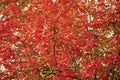 Foliage texture. Red maple tree. Autumn is coming. Vibrant maple leaves close up. Floral pattern design. Maple texture Royalty Free Stock Photo