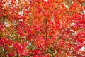 Foliage texture. Red maple tree. Autumn is coming. Vibrant maple leaves close up. Floral pattern design. Maple texture Royalty Free Stock Photo